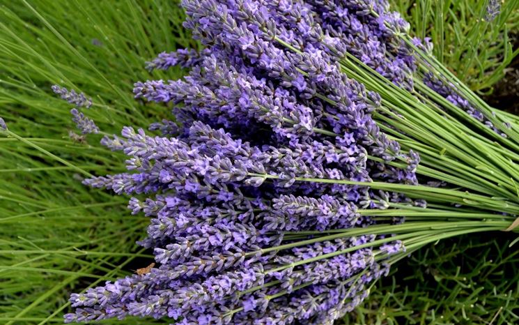 Coltivare la Lavanda - Casagiardino